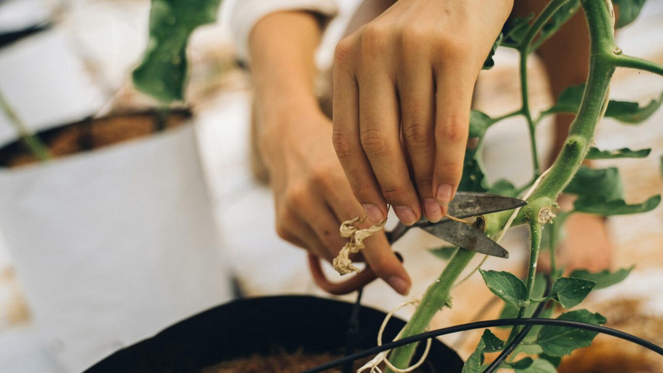 "Close-up of hands using garden scissors to propagate a tomato plant in a home garden setting."