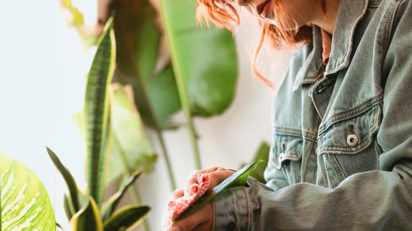 Young woman cleaning houseplant leaves as part of indoor plant care routine, surrounded by tropical plants near a bright window.