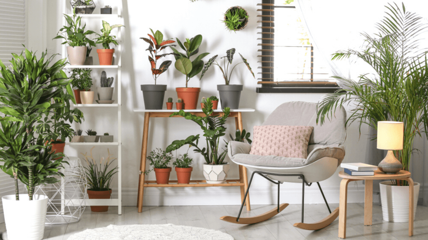 Plants for Small Apartments