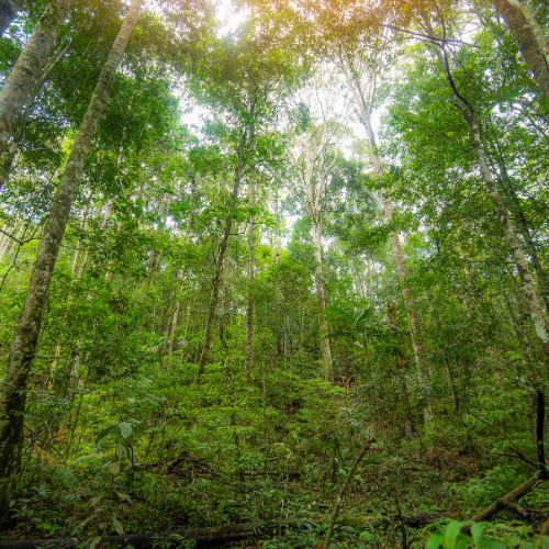 arvore-da-selva-verde-com-folhas-verdes-e-luz-sol-e-detalhes-da-planta-da-natureza-na-floresta